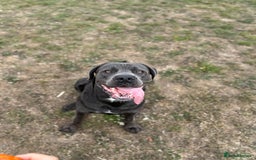 Cane Corso dogs for stud: Cane Corso Stud Tre Cani 🇷🇸 x Kyza Soza 🩸 - Image 2