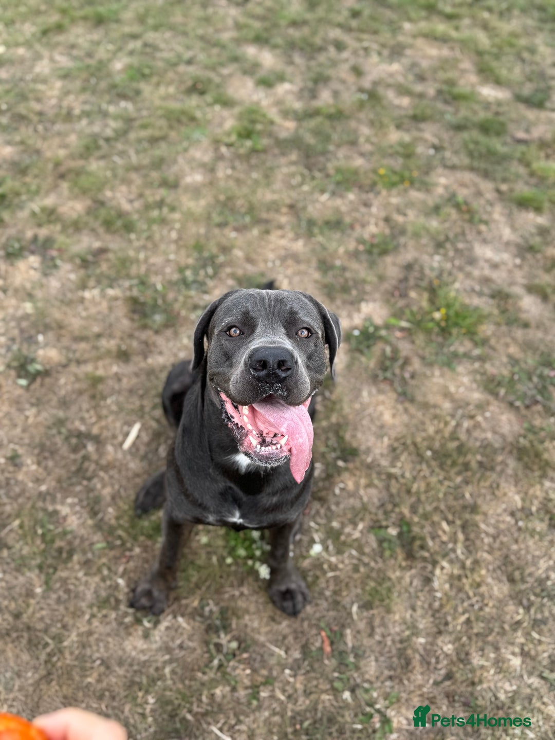Cane Corso dogs for stud: Cane Corso Stud Tre Cani 🇷🇸 x Kyza Soza 🩸 - Image 2