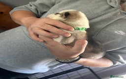 Siberian Husky dogs for sale: Rare piebald husky puppies have now arrived  - Image 13