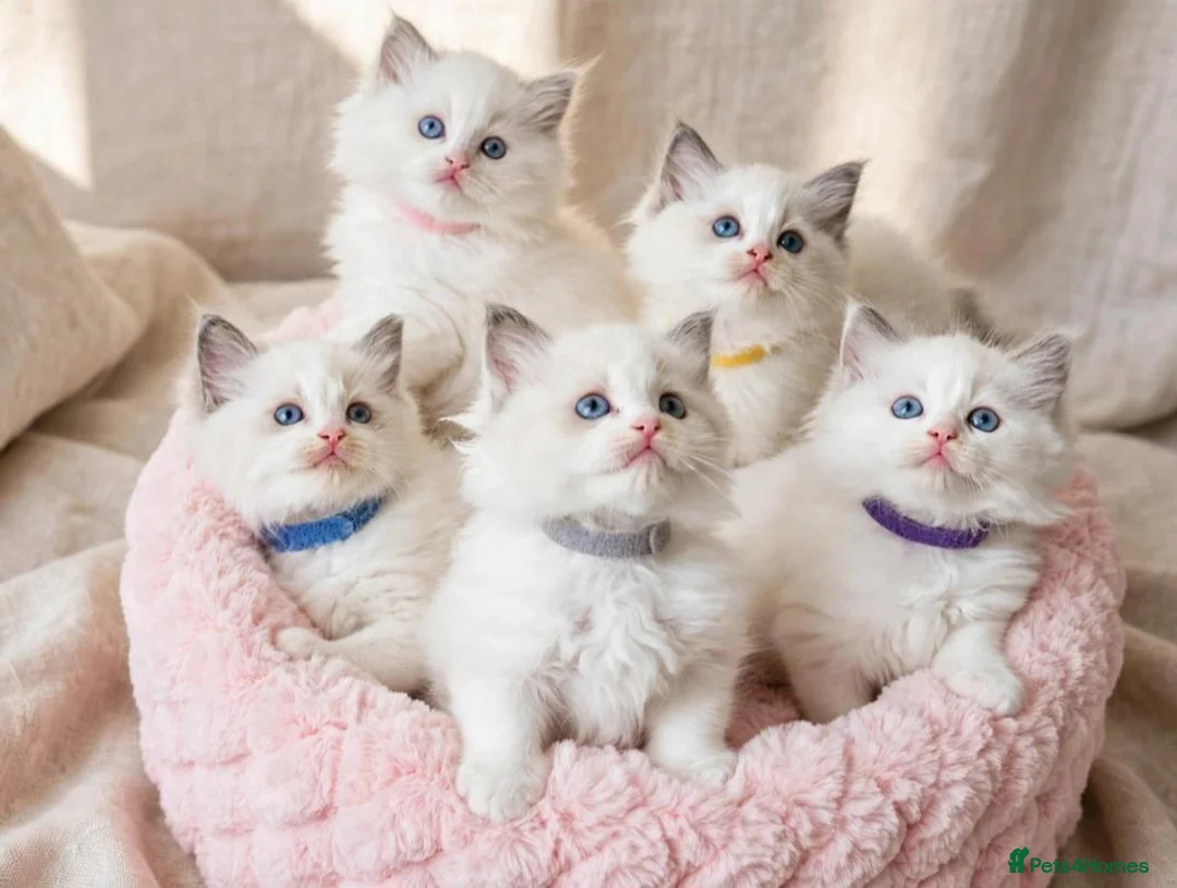 Ragdoll cats for sale: 💖 Champion-Line Ragdoll Kittens Seeking Homes 💖 in London - Advert 1