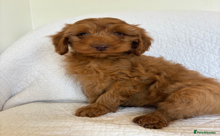 Labradoodle dogs - Advert 2