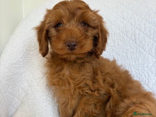 Labradoodle dogs - Advert 22
