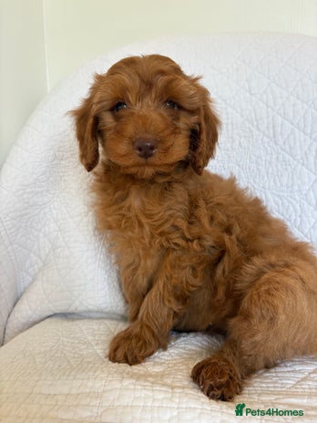 Labradoodle dogs - Advert 2