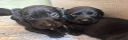 Labrador Retriever dogs for sale: Labrador Retriever KC puppies - Advert 10