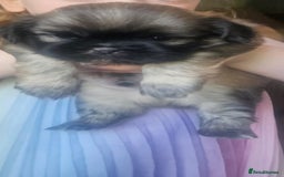 Shih Tzu dogs for sale: 2 Beautiful Boys  - Image 3