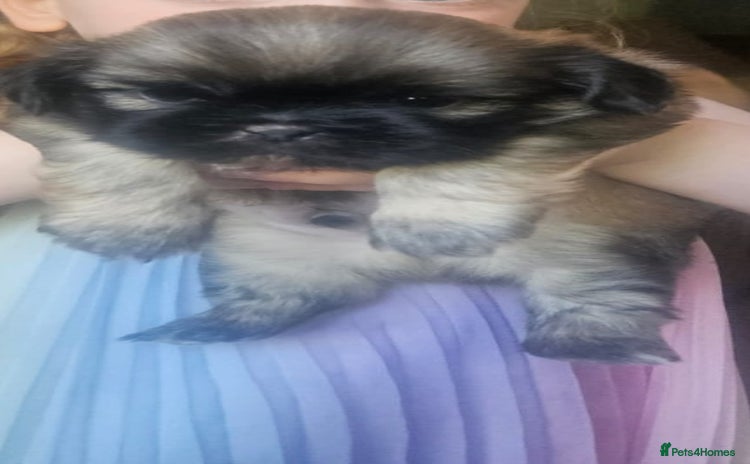 Shih Tzu dogs - Advert 4