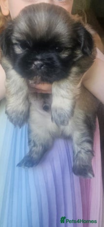 Shih Tzu dogs - Advert 6