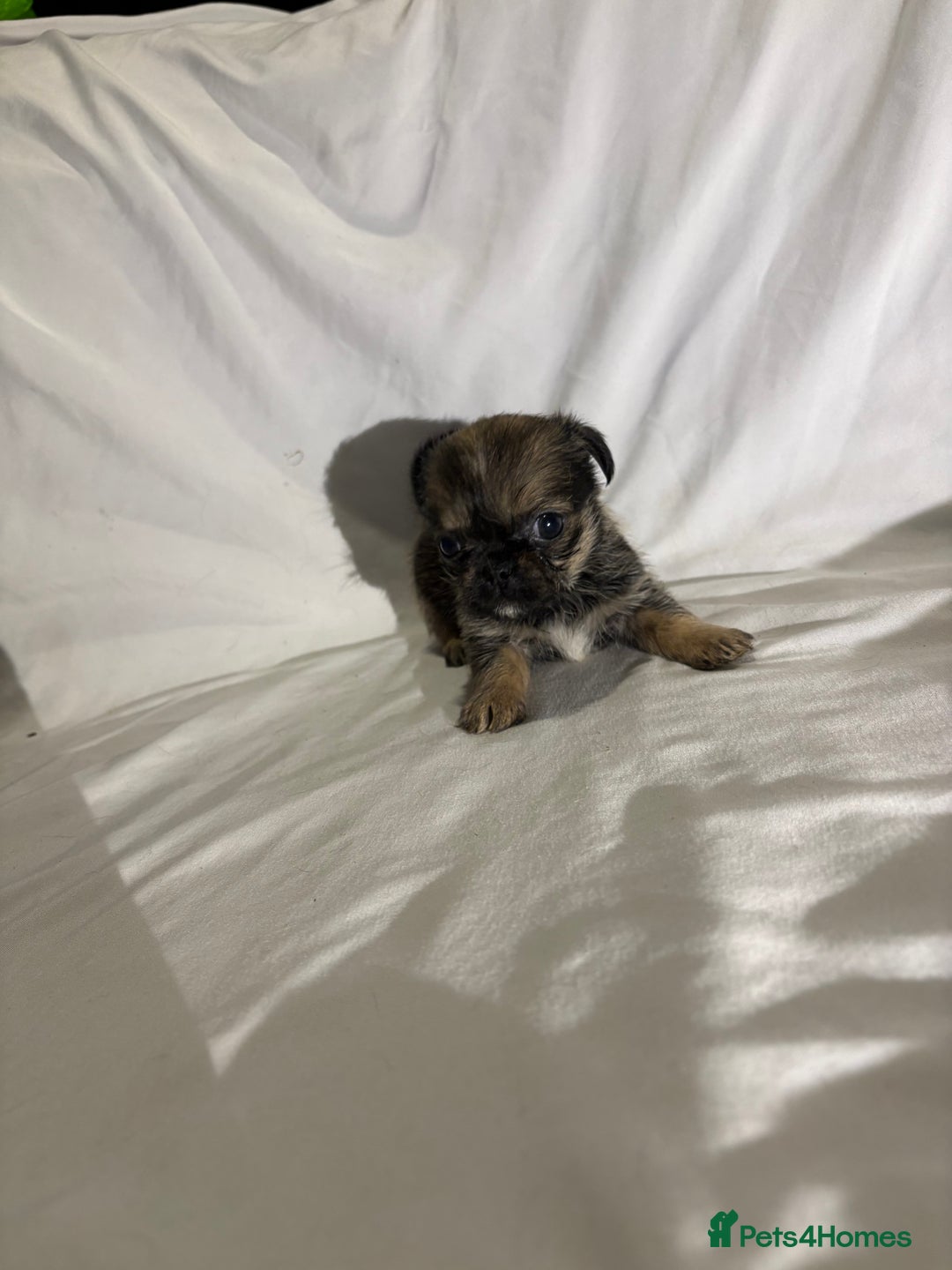 Griffon Bruxellois dogs for sale: Brussels griffons  - Advert 14