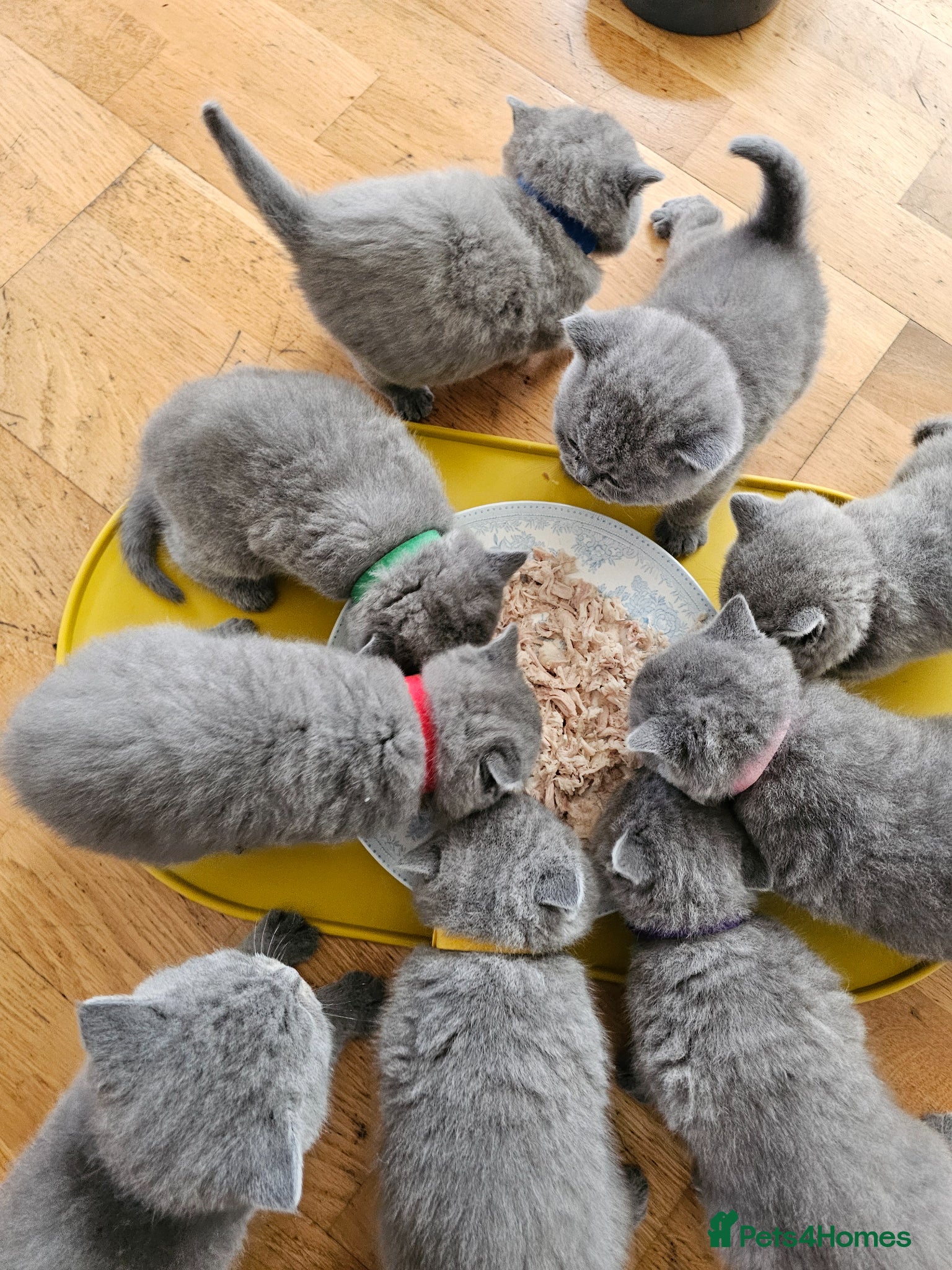 British Shorthair cats British Shorthair Blue & Lilac  - Advert 2