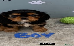 Cavalier King Charles Spaniel dogs for sale: Pedigree cavalier puppies  - Image 6