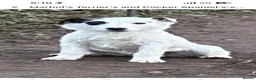 Jack Russell dogs for sale: Working type jack Russell pups  - Advert 14