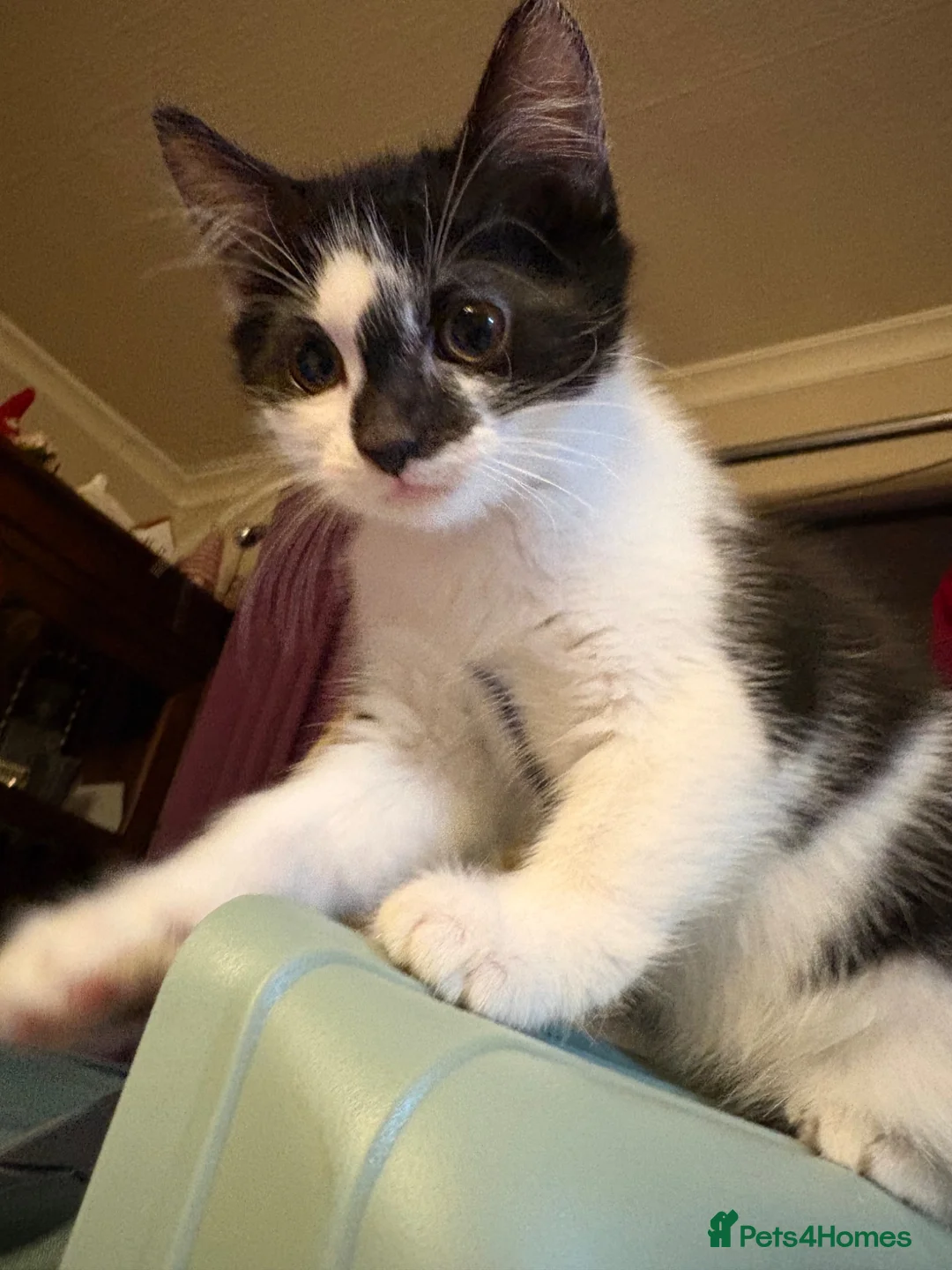 Mixed Breed cats for sale: Beautiful Kittens. 1 boy🖤-2 girls🤍 in Slough - Advert 2