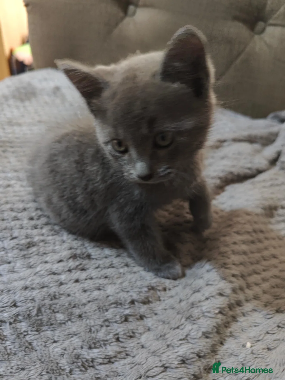 British Shorthair cats for sale: kittens  - Advert 1