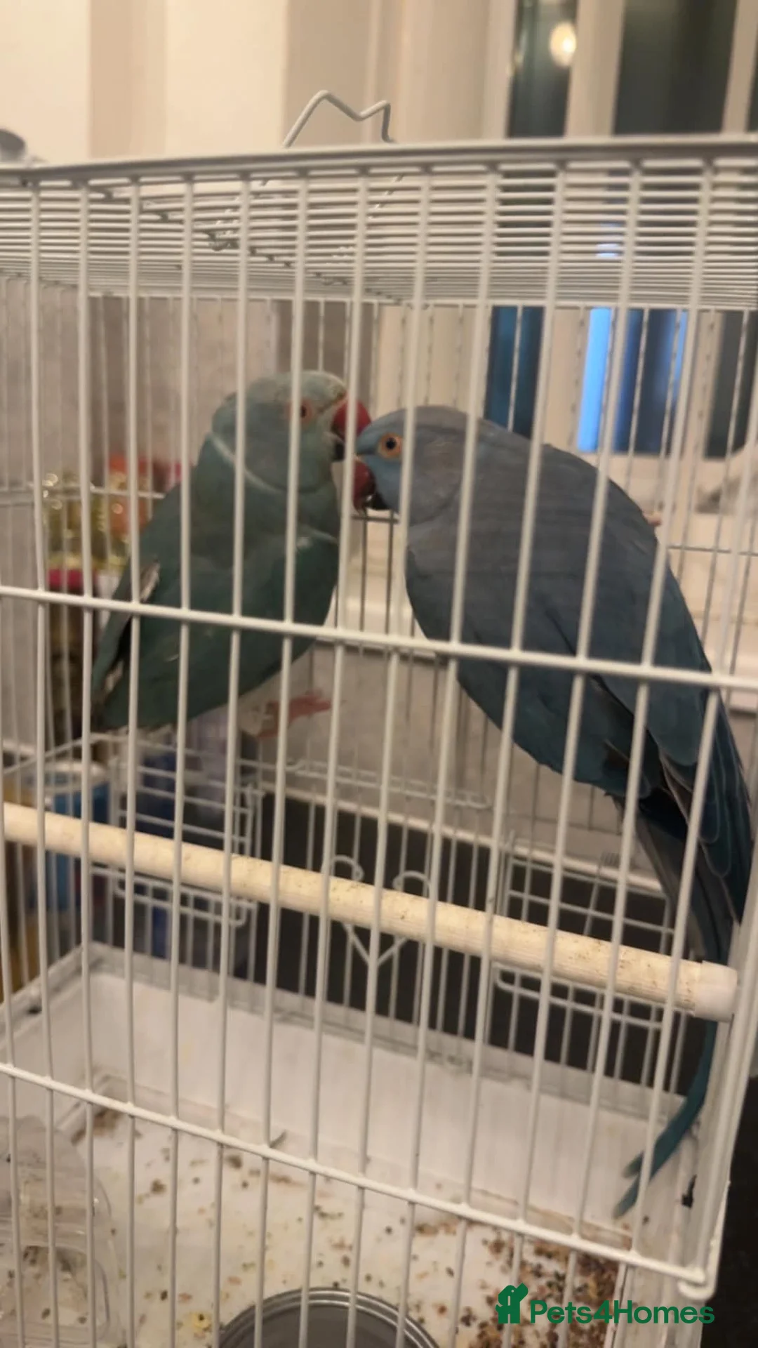 Ringnecks birds for sale: Ringnecks in Bishop Auckland - Advert 1