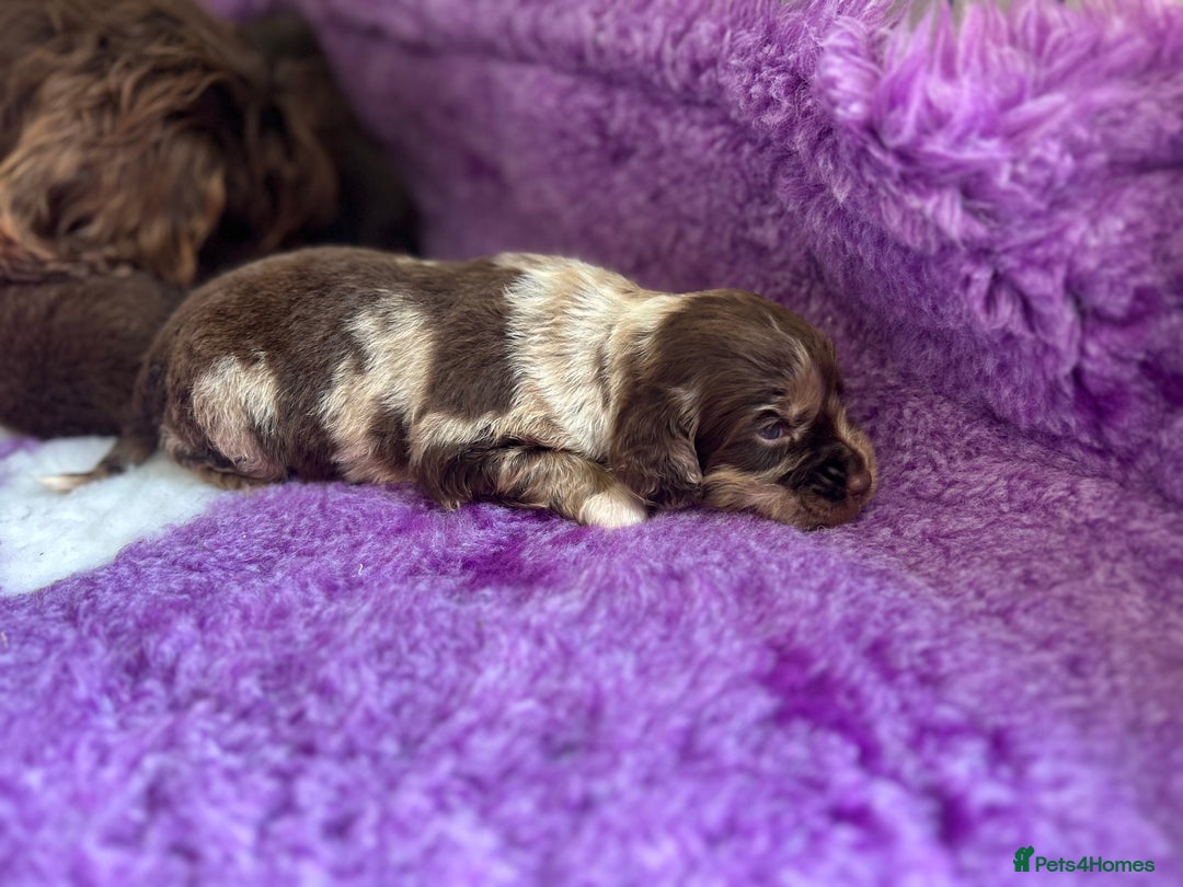Cockapoo dogs for sale: Rare toy cockapoo - Image 11