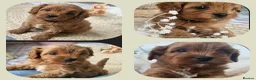 Cavapoo dogs for sale: F1 Toy Cavapoo Litter Planned  - Advert 5