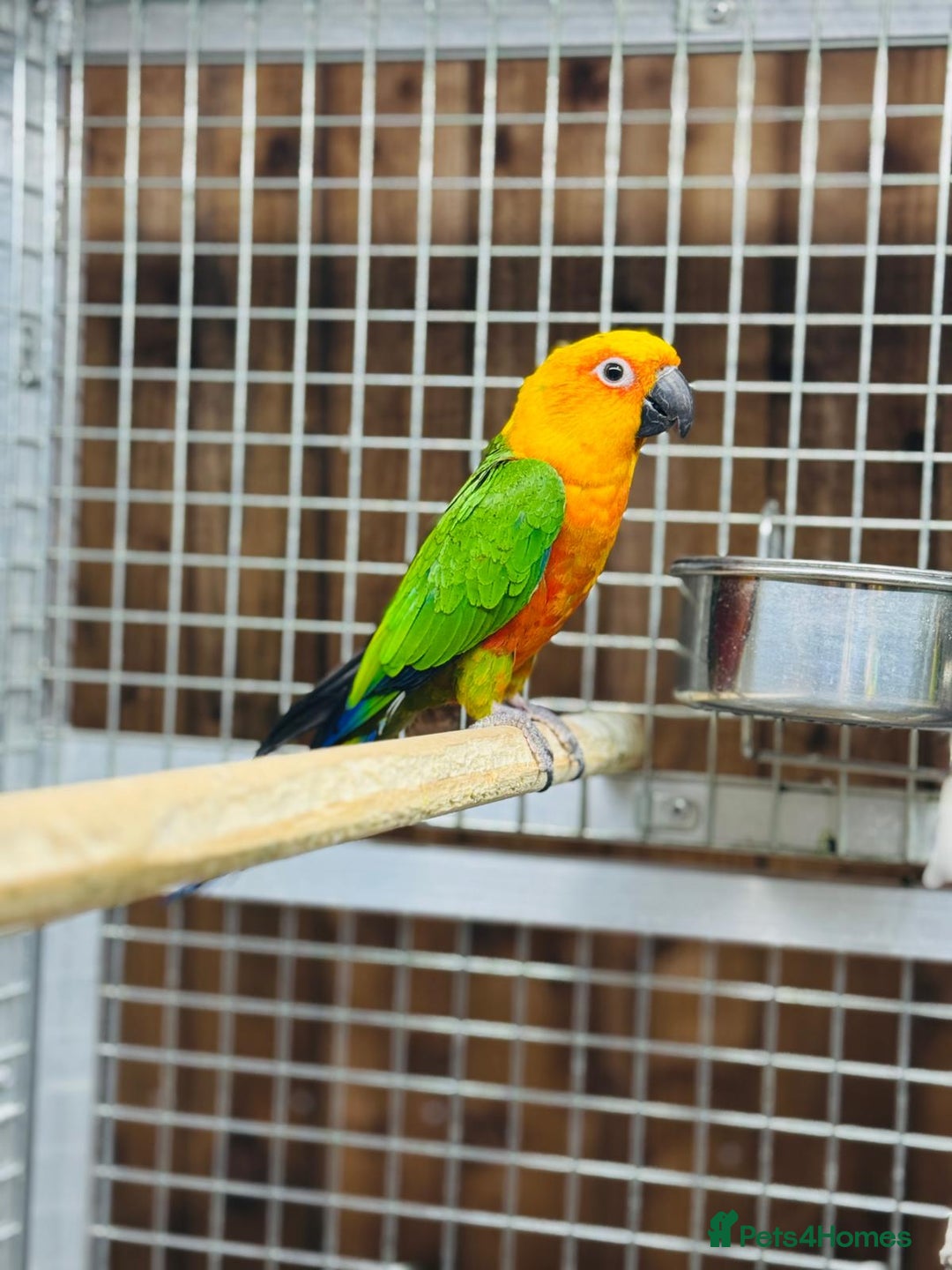 Conures birds for sale: Jandaya conure  - Advert 2