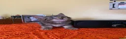 Mixed Breed cats for sale: 2 lovely kittens looking for their forever homes - Advert 9