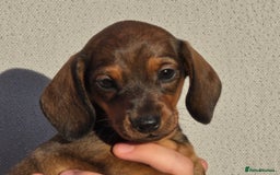 Miniature Dachshund dogs for sale: Outstanding Litter KC Reg Health Tested Parents - Image 13
