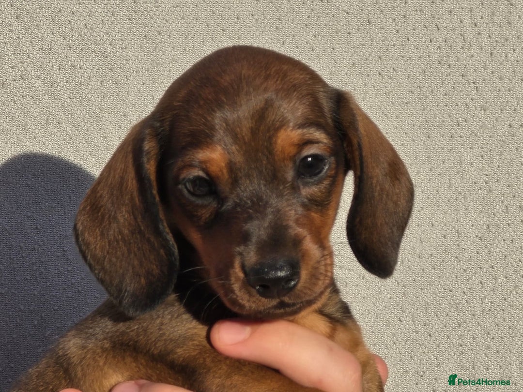 Miniature Dachshund dogs for sale: Outstanding Litter KC Reg Health Tested Parents - Image 13