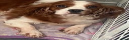 Cavalier King Charles Spaniel dogs for sale: Beautiful little boy Cavalier King Charles  - Advert 11