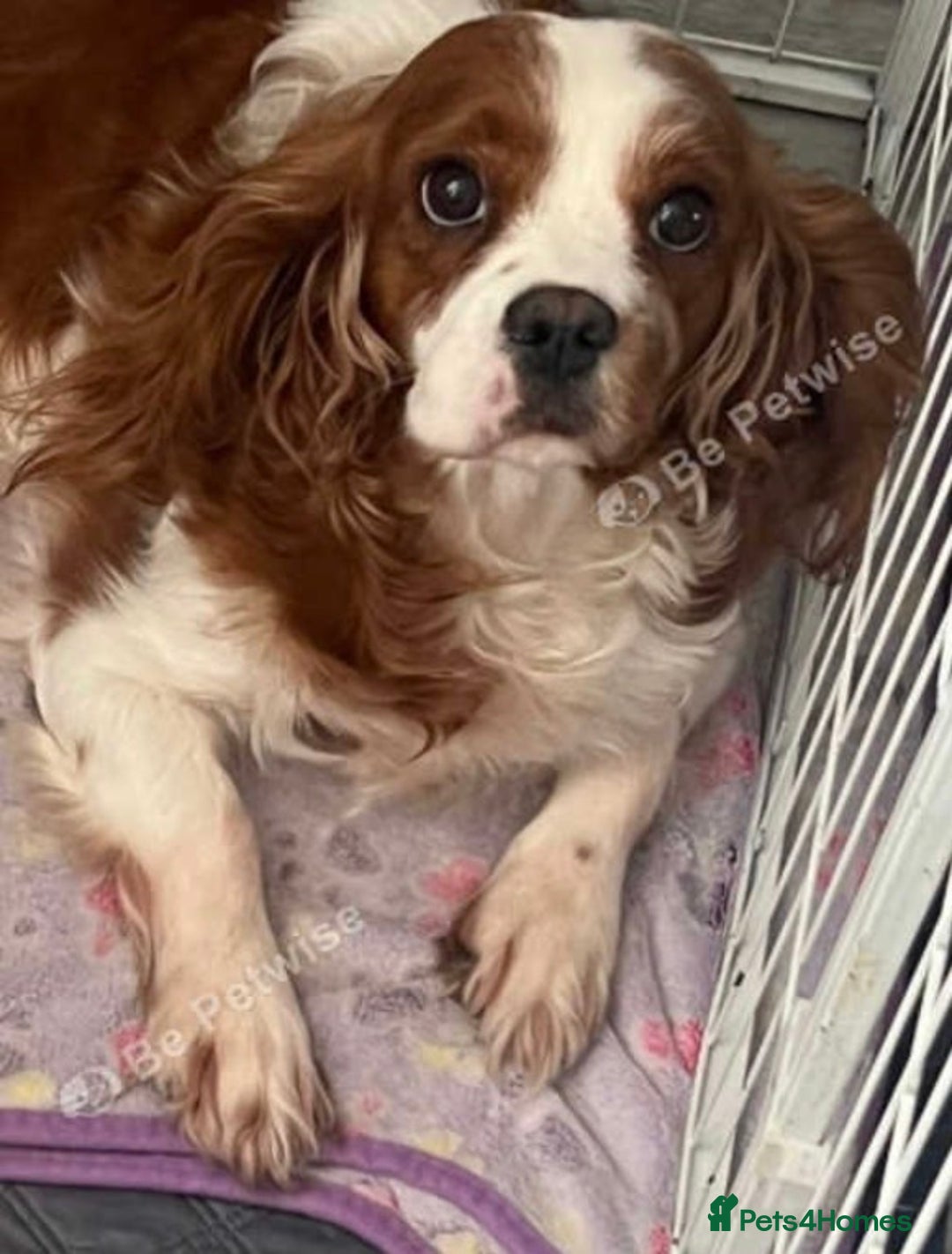 Cavalier King Charles Spaniel dogs for sale: Beautiful little boy Cavalier King Charles  - Advert 11