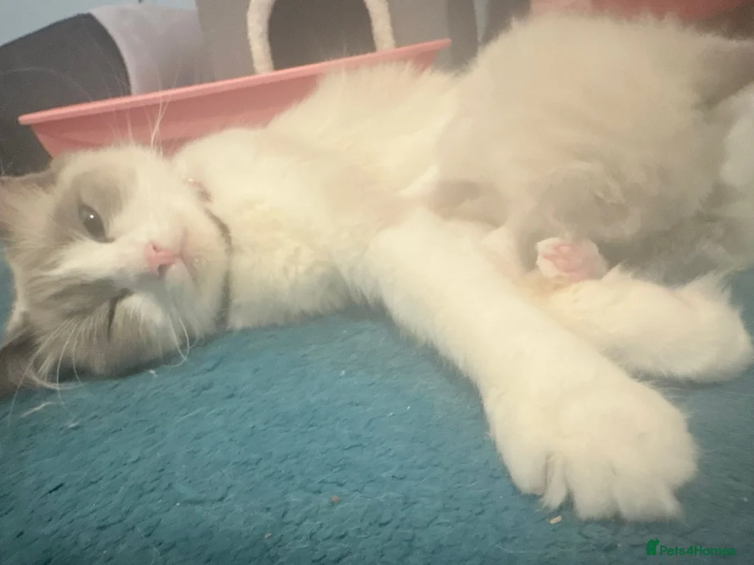 Ragdoll cats for sale: One boy ragdoll kitten still available  - Advert 1