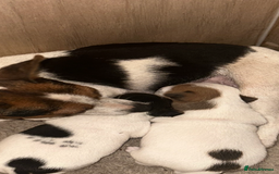 Jack Russell dogs for sale: Stunning litter of Traditional JackRussell pups  - Image 2