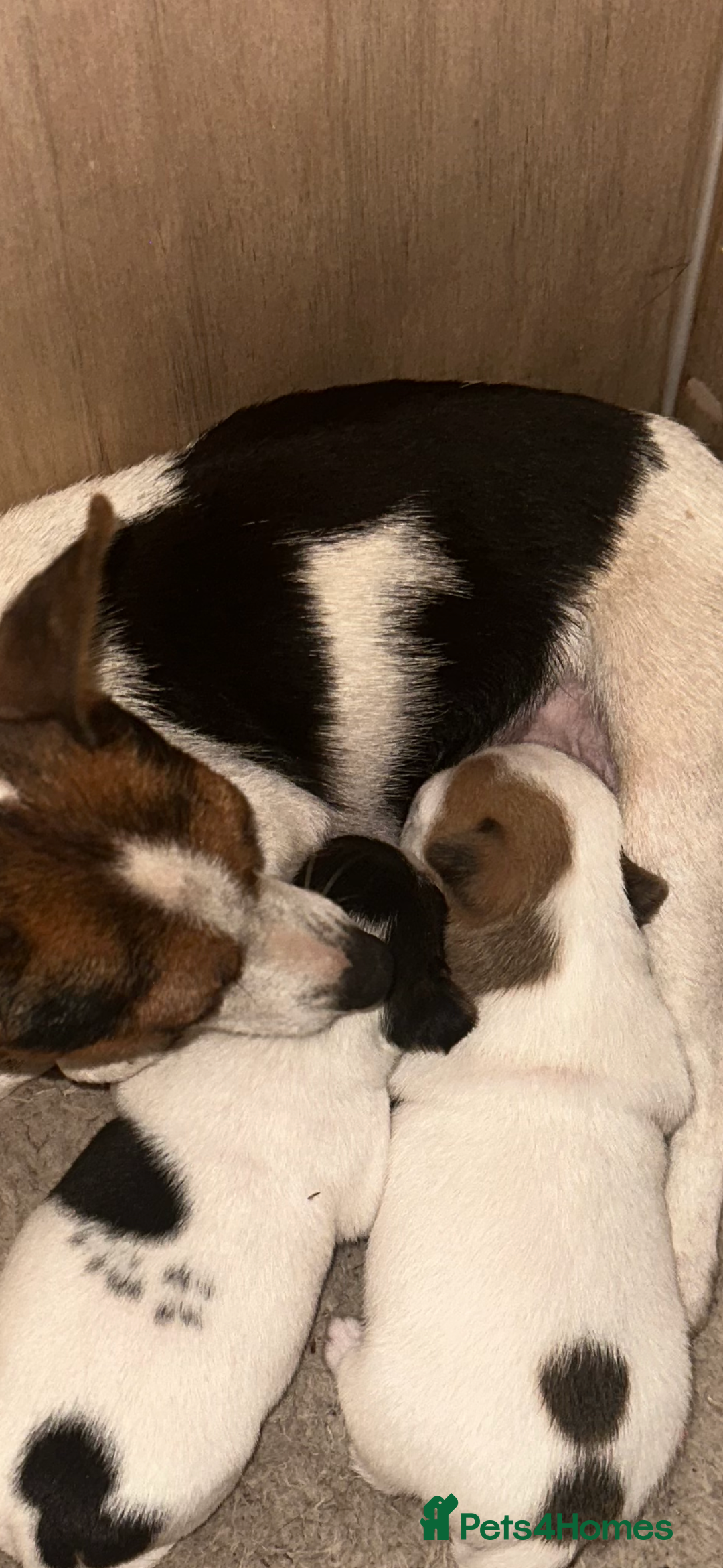 Jack Russell dogs for sale: Stunning litter of Traditional JackRussell pups  - Image 2