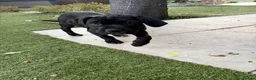 Cane Corso dogs for sale: Cane corso puppies - Advert 15