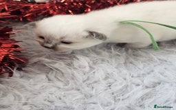 Ragdoll cats for sale: 8 beautiful ragdolls ready for Christmas 🎁 - Advert 20