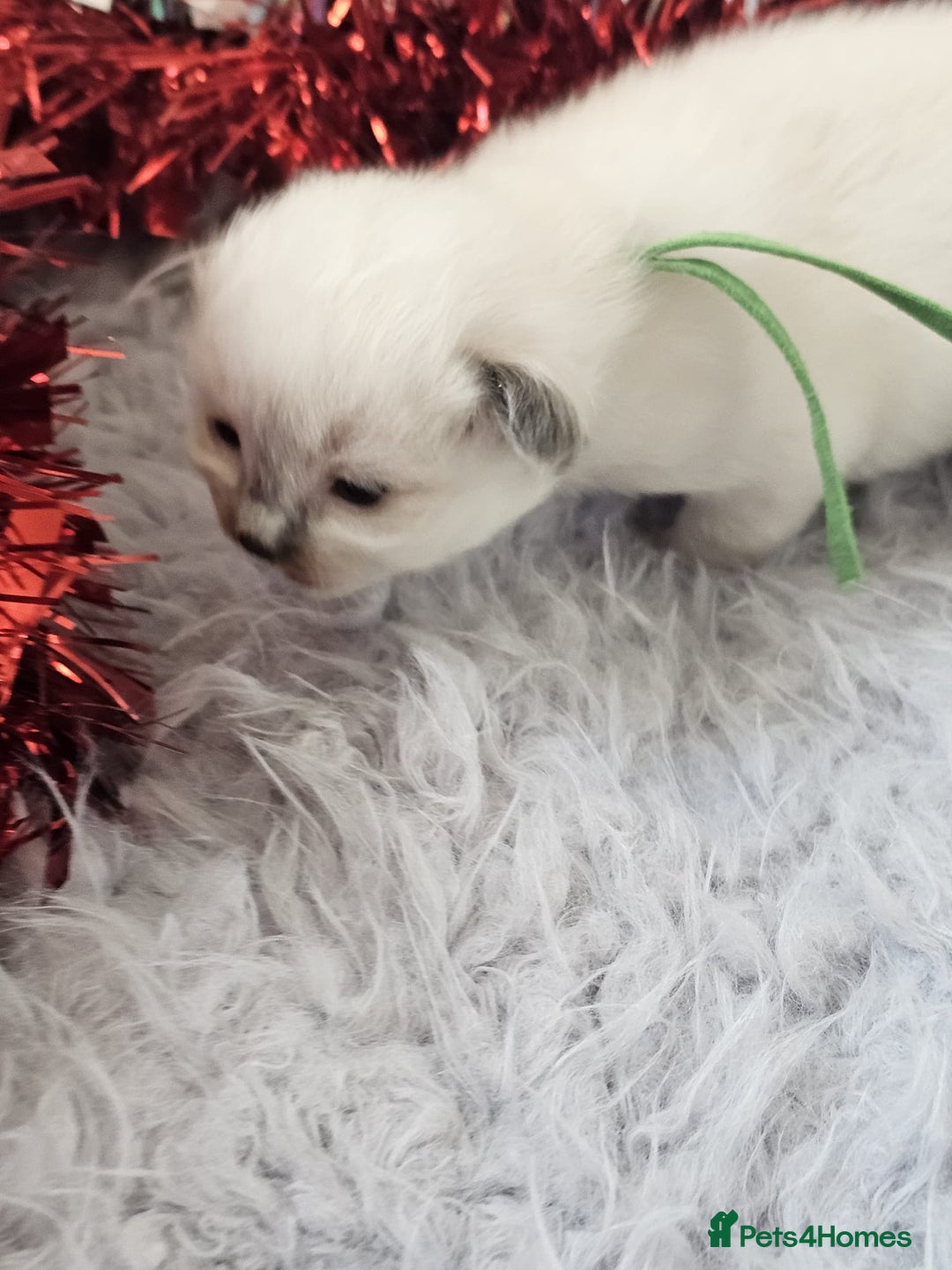 Ragdoll cats for sale: 8 beautiful ragdolls ready for Christmas 🎁 - Advert 20