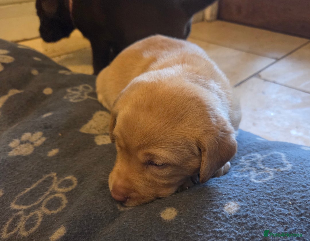 Labrador Retriever dogs for sale: 8 gorgeous chocolate/yellow girl & boy lab pups  - Image 32