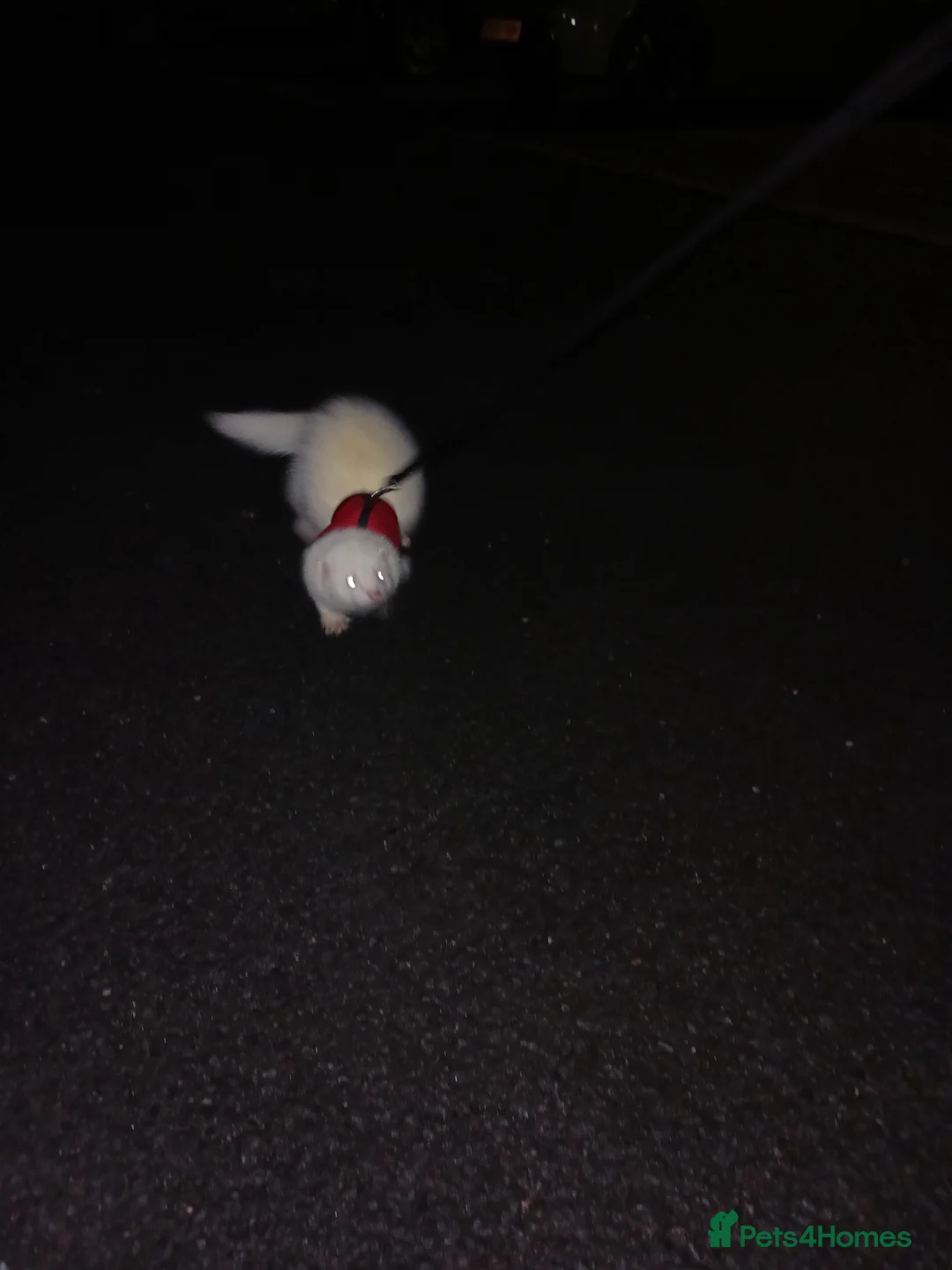 Ferret rodents for sale: Chunky albino fluffy hob  - Advert 4