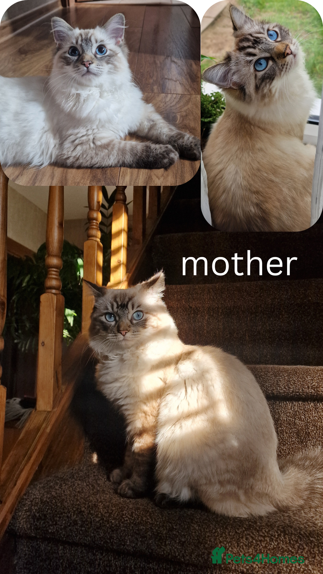 Ragdoll cats for sale: 5 beautiful PURE Ragdolls - Champion Bloodlines - Advert 3