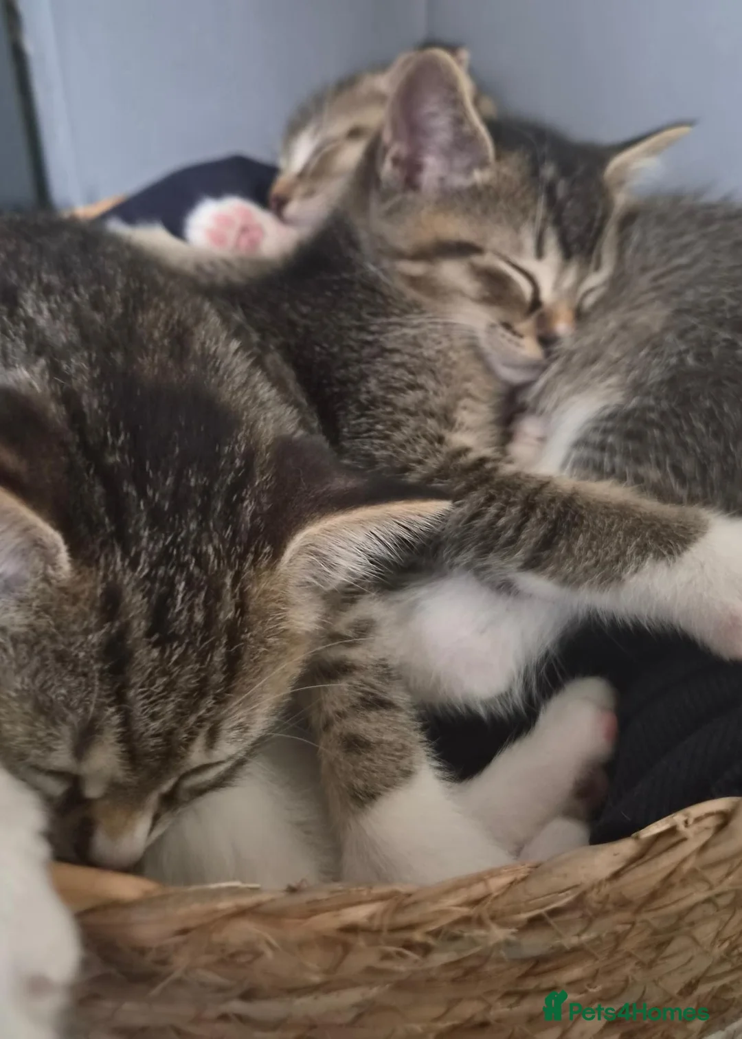 Scottish Fold cats for sale: ❤️READY TO GO: SCOTTISH STRAIGHT/FOLD KITTENS❤️ - Advert 2
