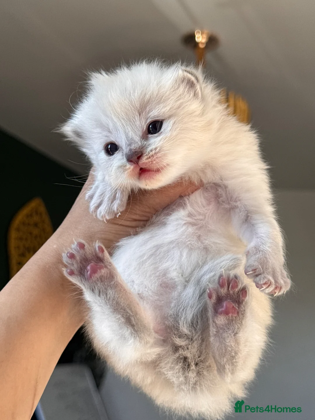 Ragdoll cats for sale: Ragdoll kittens - Advert 2