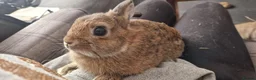 Netherland Dwarf rabbits for sale: Cute, Friendly, Young Female Netherland Dwarf  - Advert 7