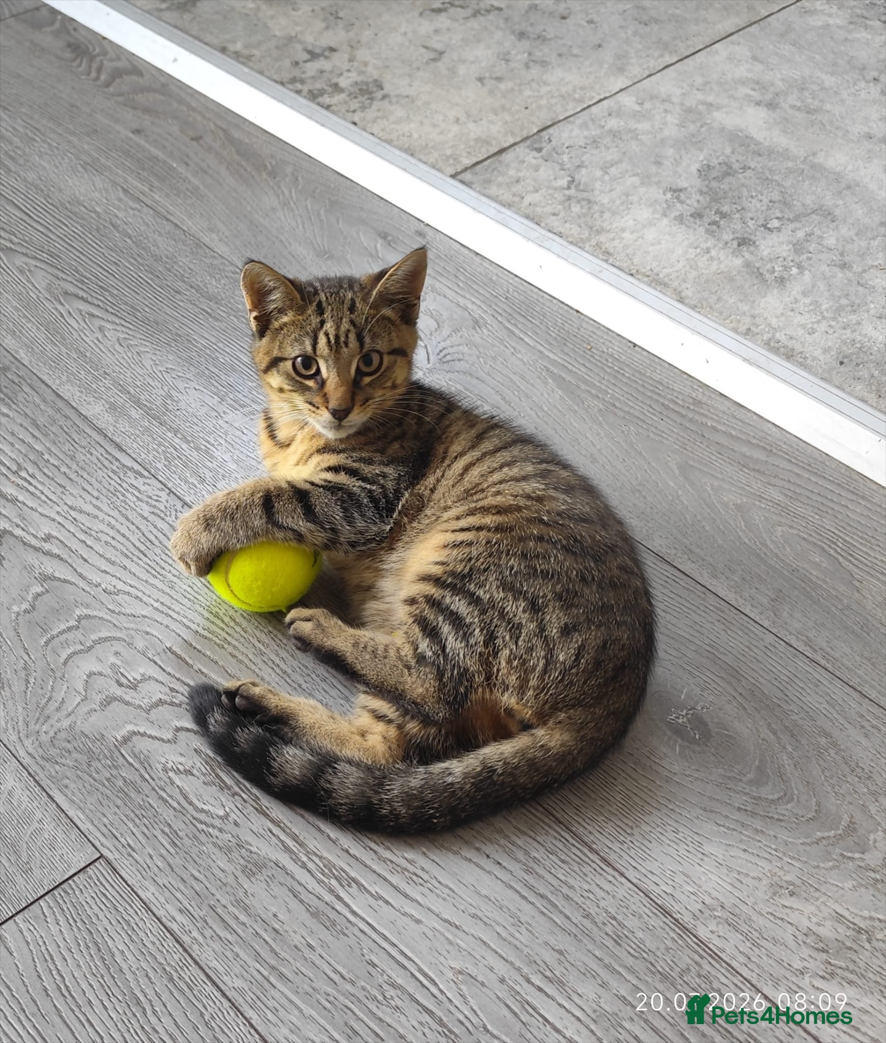 Mixed Breed cats Little one 😽 - Advert 3