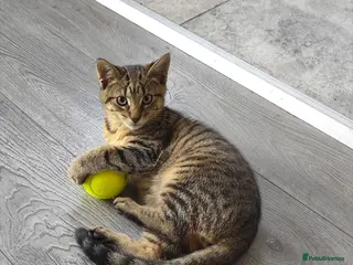 Mixed Breed cats Little one 😽 - Advert 13