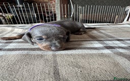 Miniature Dachshund dogs for sale: 🐾 Miniature Dachshund Puppies for Sale 🐾 - Image 5