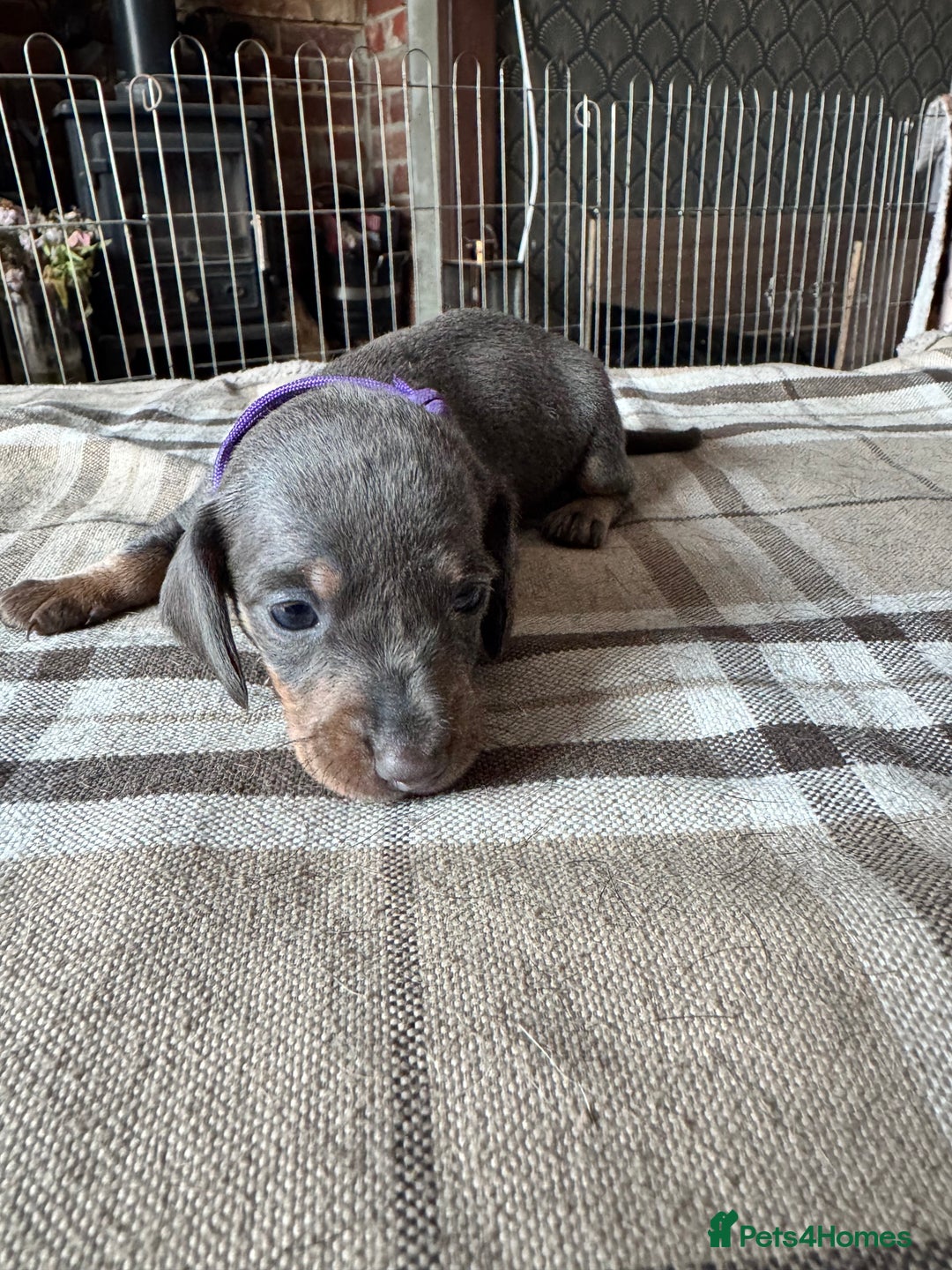 Miniature Dachshund dogs for sale: 🐾 Miniature Dachshund Puppies for Sale 🐾 - Image 5