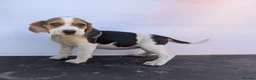 Beagle dogs for sale: READY NOW! Gorgeous beagle pups - Advert 10