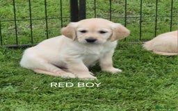 Golden Retriever dogs for sale: KC GOLDEN RETRIEVER PUPPIES  - Image 23