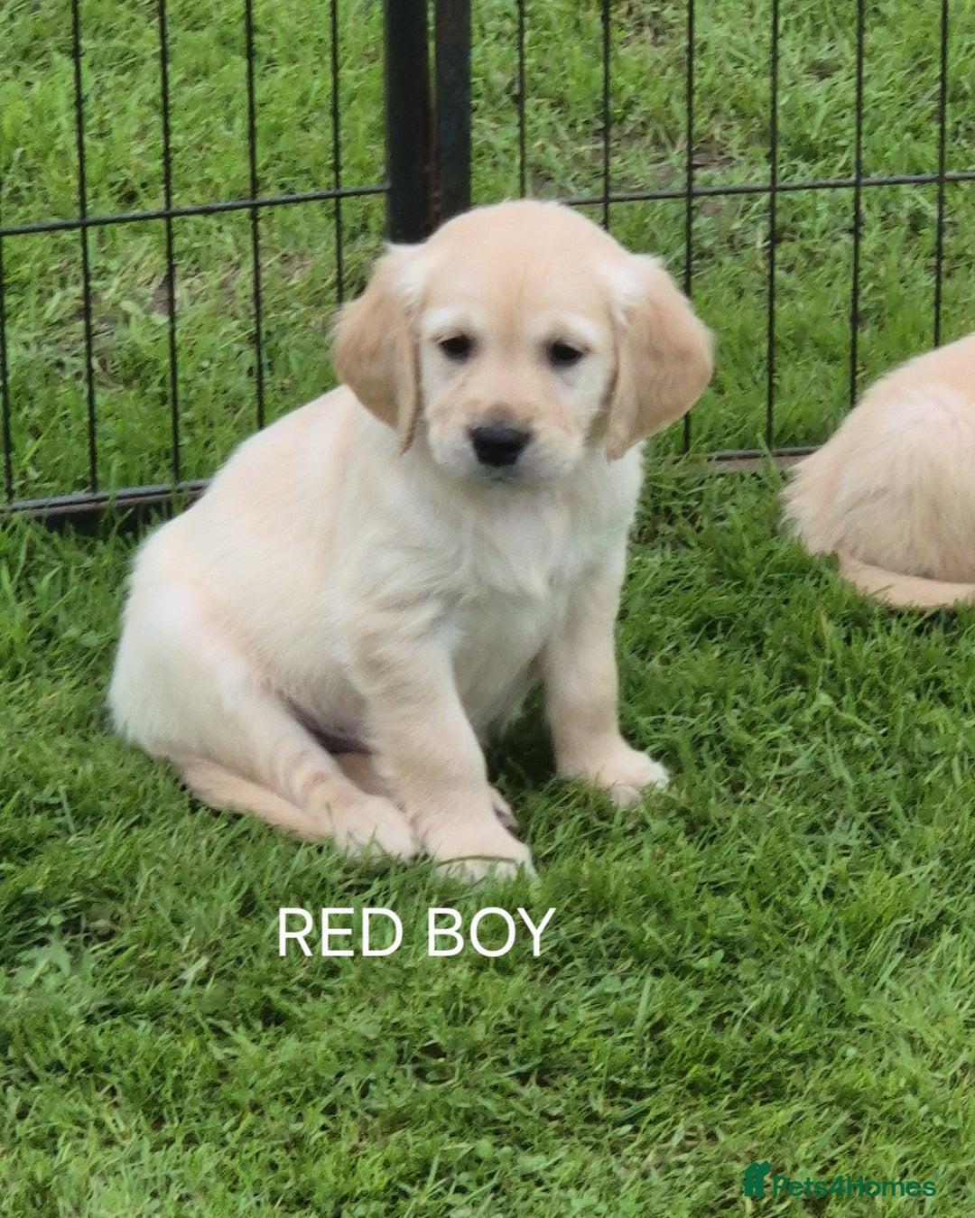 Golden Retriever dogs for sale: KC GOLDEN RETRIEVER PUPPIES  - Image 23