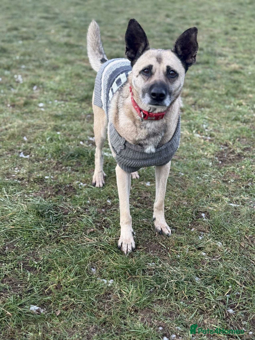 Mixed Breed dogs for adoption: DOLCE - Advert 2