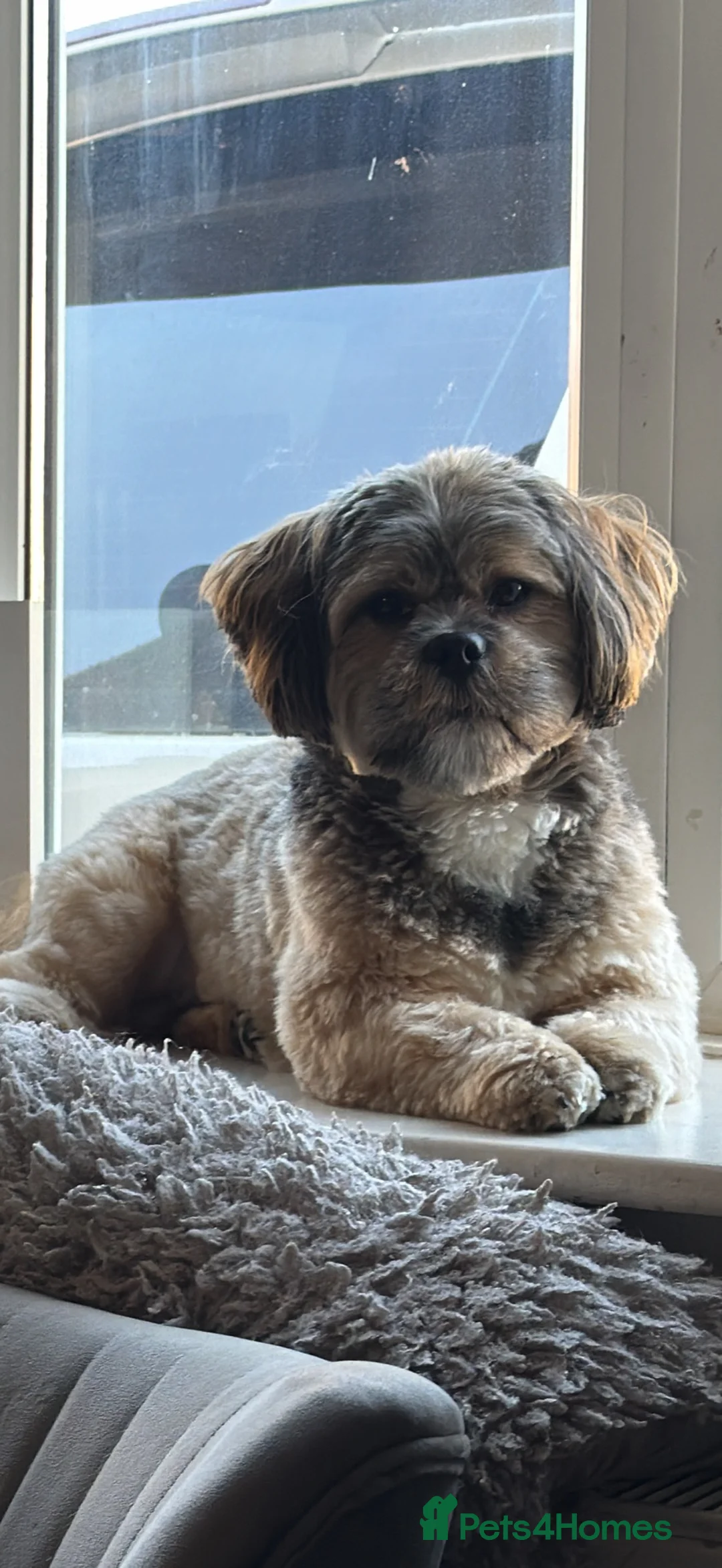 Lhasa Apso dogs for stud: Meet pippin. My beautiful male Lhasa apso in Selby - Advert 1