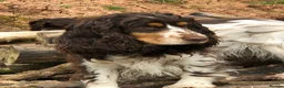 Cocker Spaniel dogs for sale: Unbelievable pure KC reg Show cocker puppies - Advert 10