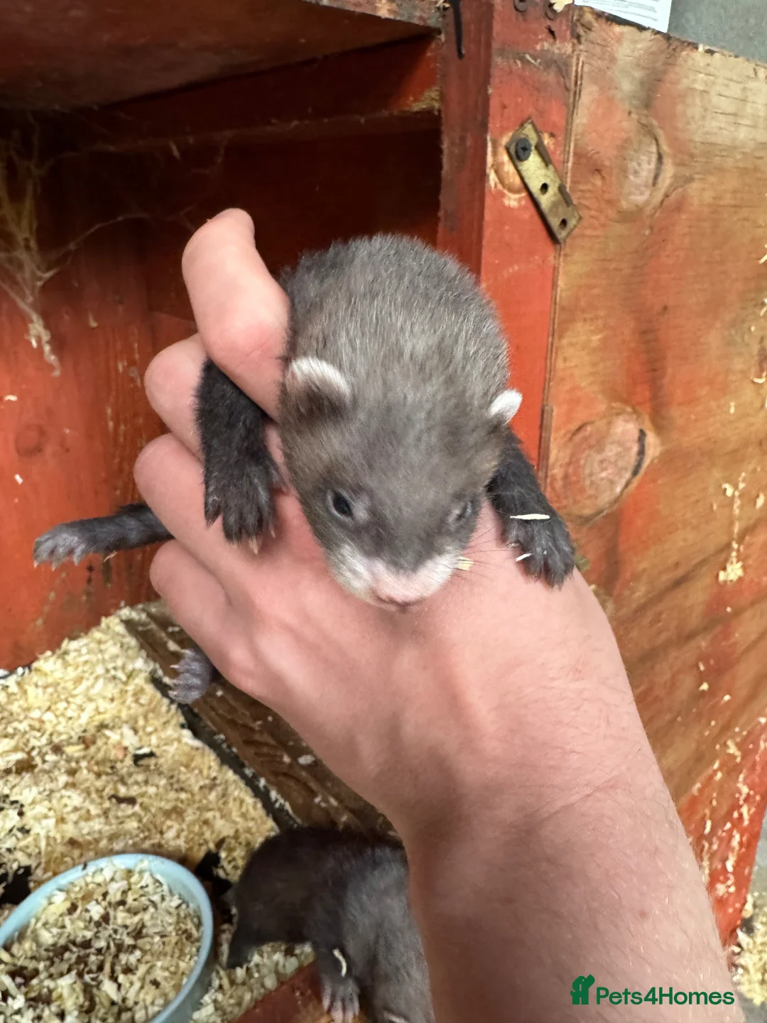 Ferret rodents for sale: FERRET KITS FOR SALE - Advert 2