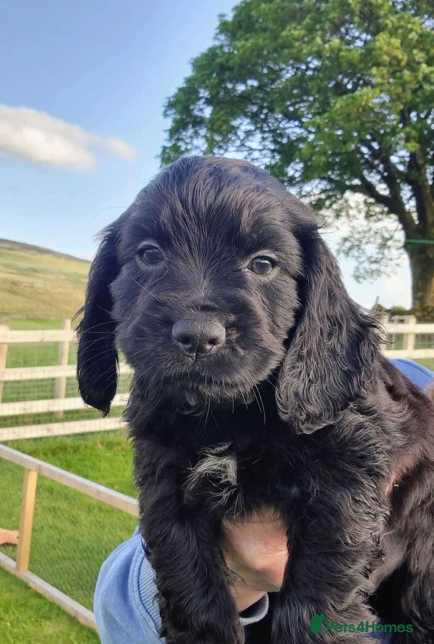 Cocker Spaniel dogs KC Working Bred Cocker Spaniel Puppies - Advert 1